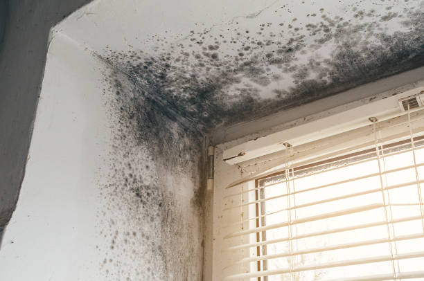 Affordable Crawl Space Mold Removal solutions in Heathsville, VA
